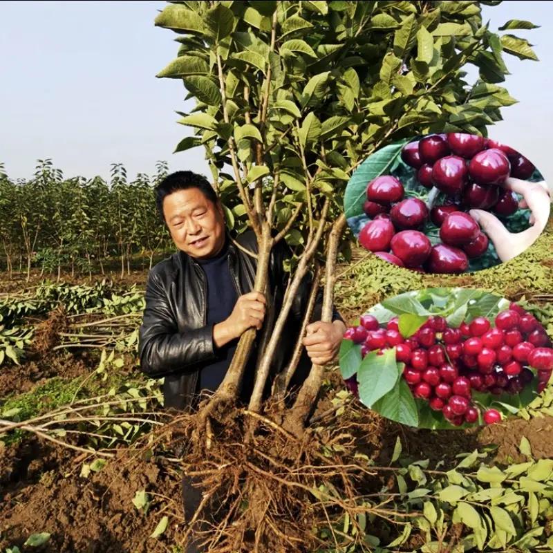 嫁接车厘子树苗大樱桃树果苗盆栽地栽樱桃苗当年结果南方北方种植