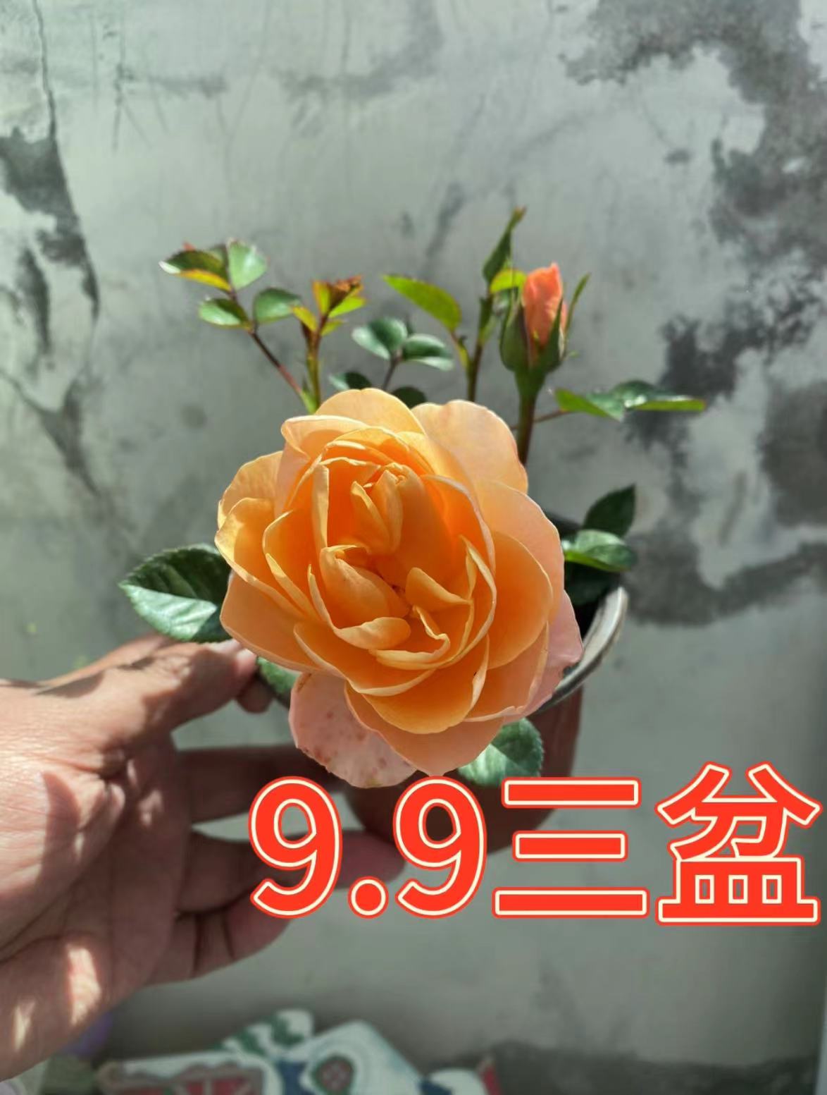 月季盆栽花苗大花四季开花卉带花苞阳台植物果汁阳台等随机三色