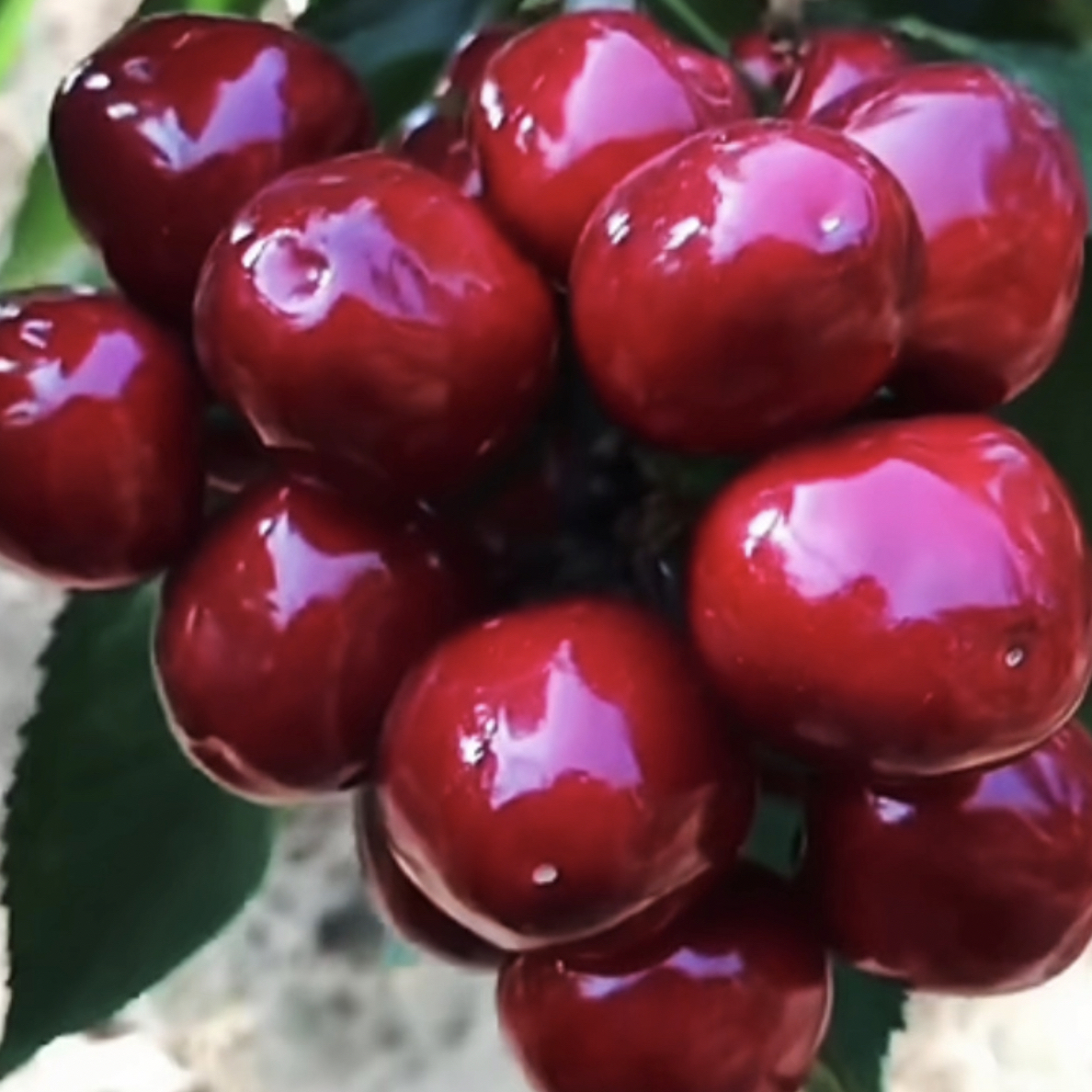 车厘子大樱桃，盆栽地栽，抗寒抗寒抗寒！