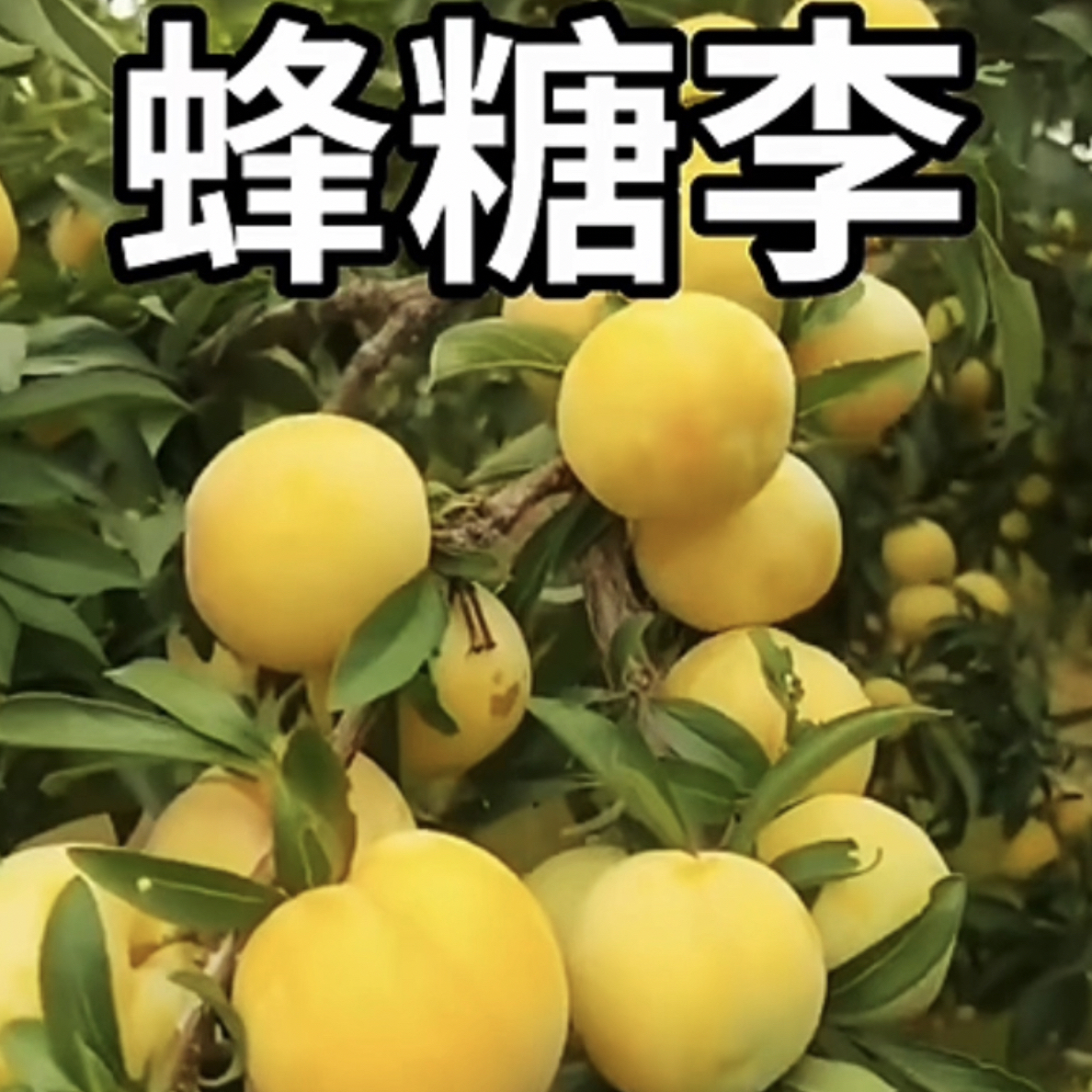 蜂糖李果个大，口感脆甜盆栽地栽！