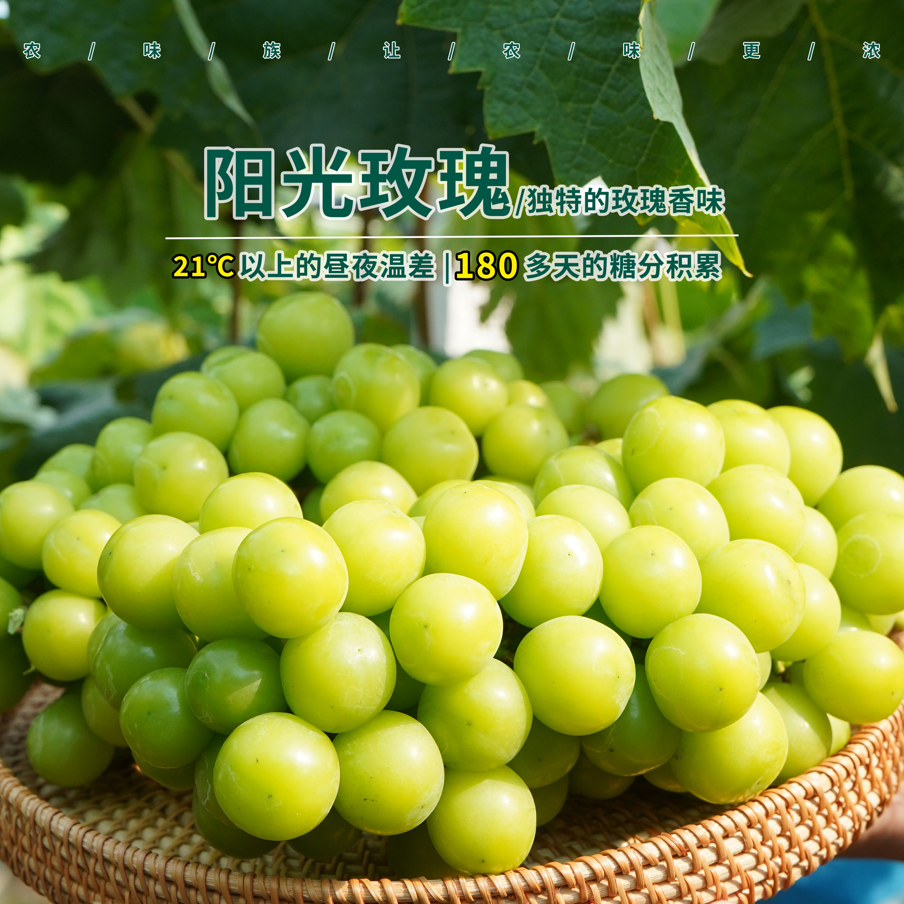 家乡宝云南阳光玫瑰青提晴王无籽葡萄顺丰包邮新鲜采摘脆甜多汁颗