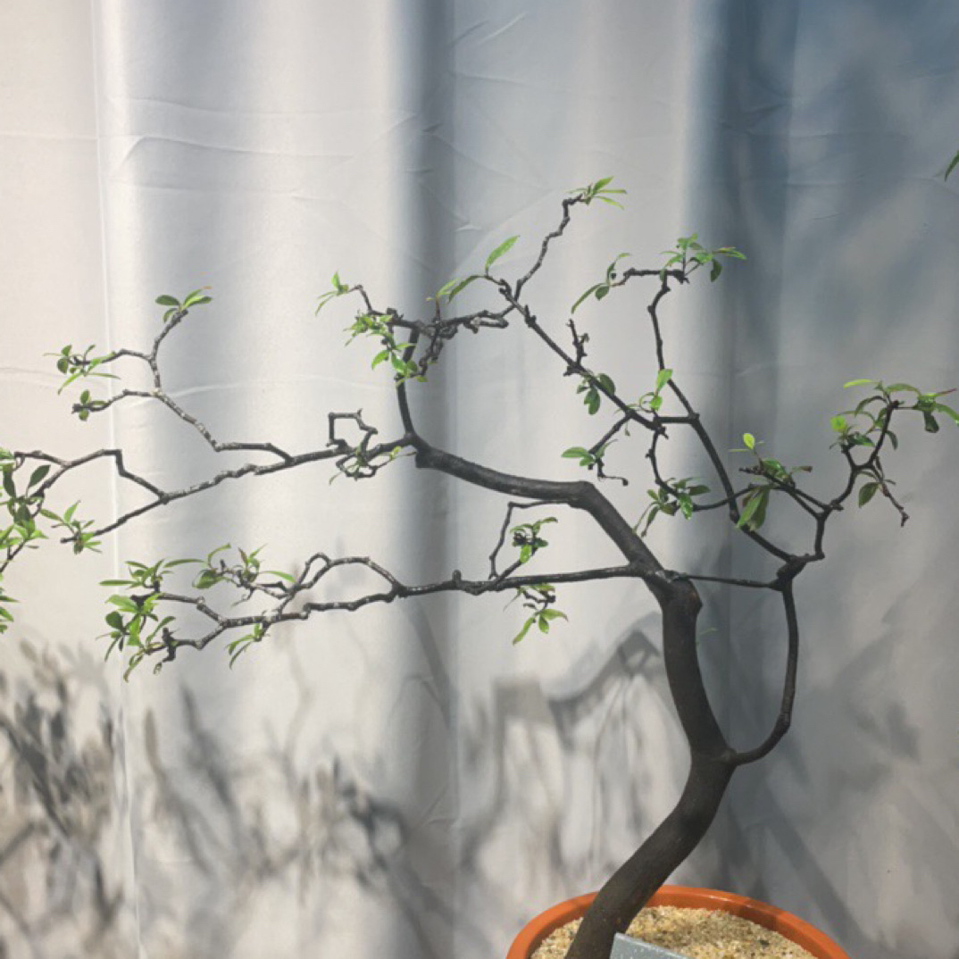 海岛春花，栀子花，海岛石枫，千元链接一物一拍
