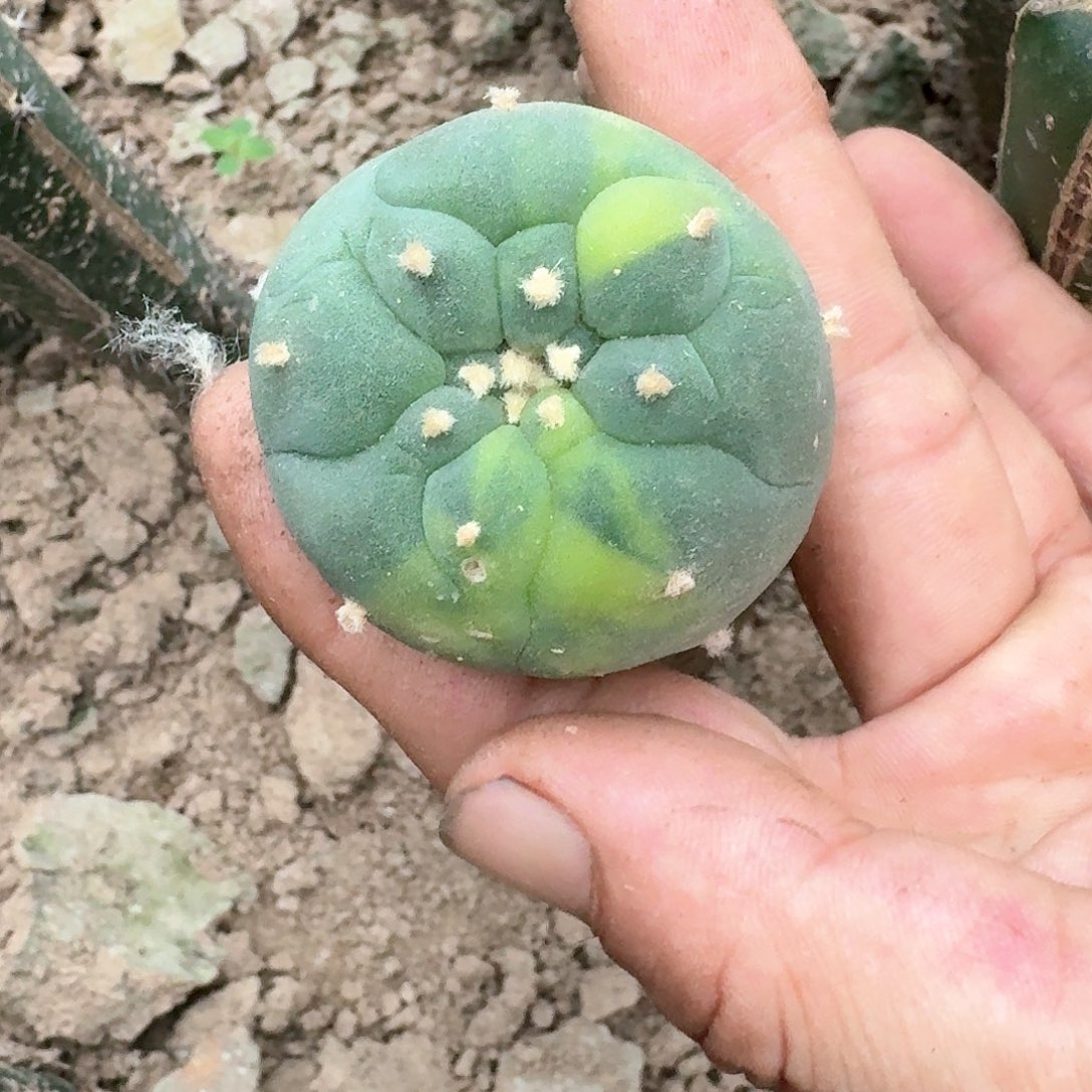 【闪购商品】苗接白肌锦大尤
