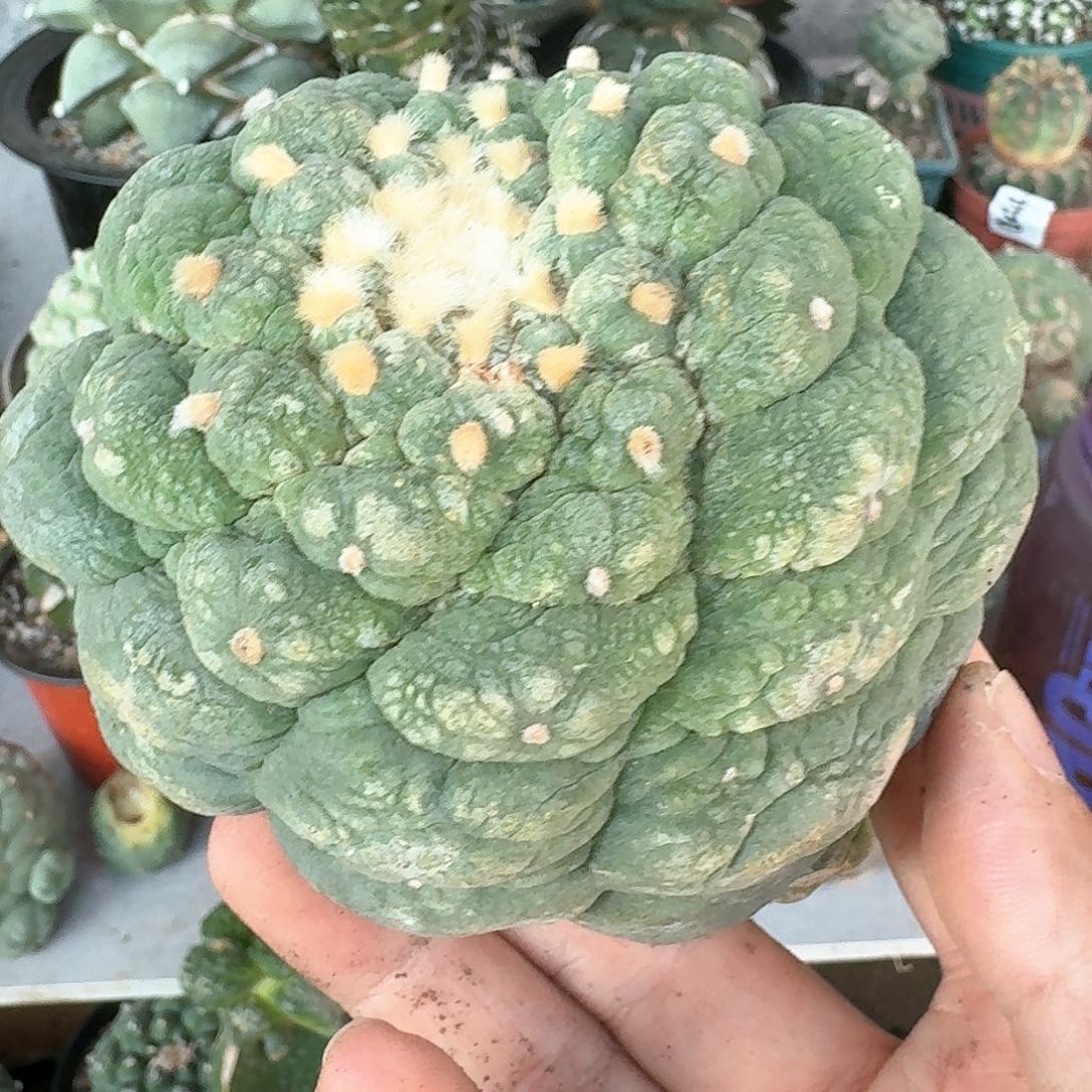 【闪购商品】大尤皱尤带坠
