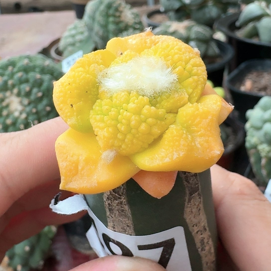 【闪购商品】大尤哥斯拉锦497