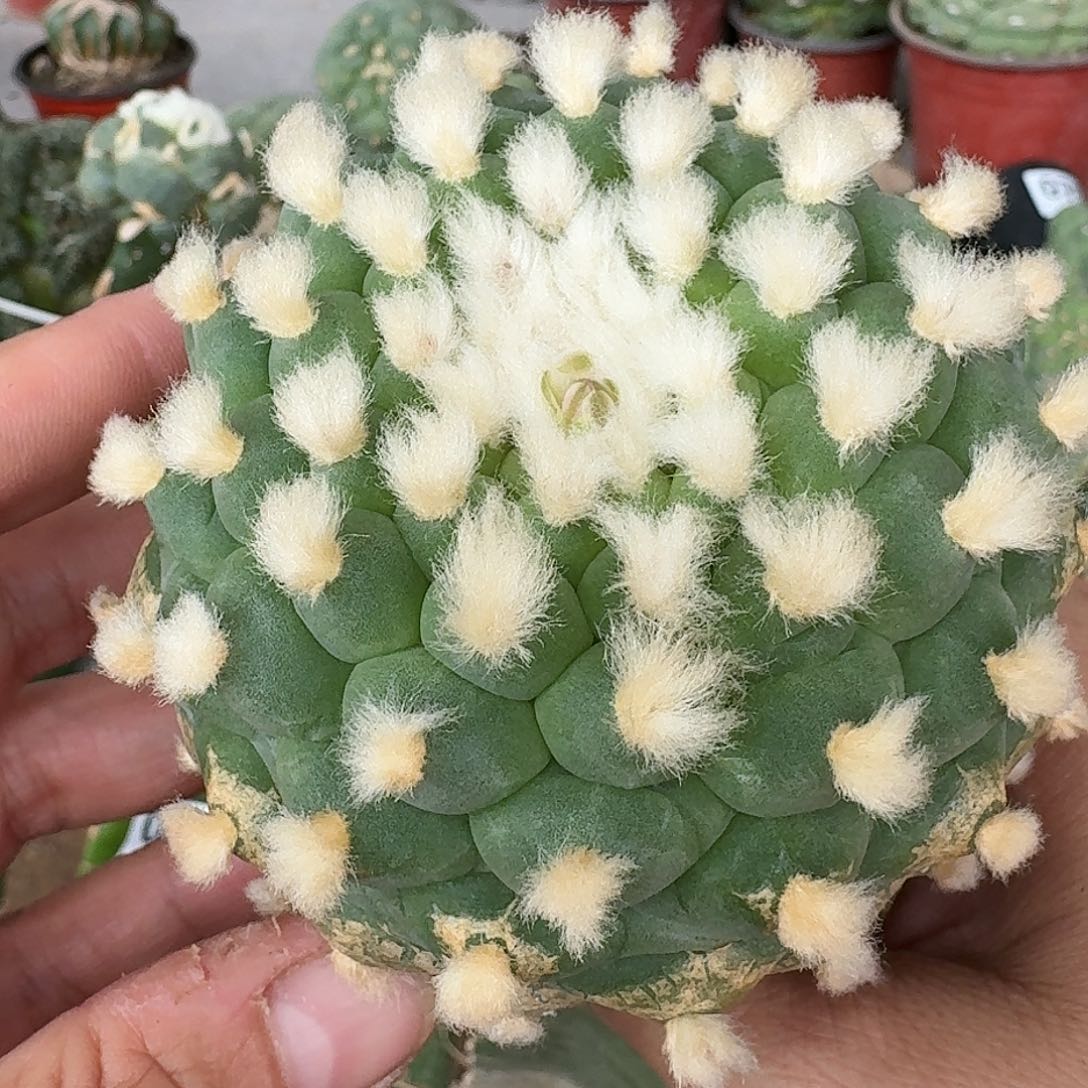 【闪购商品】长毛小尤佛头鲜106