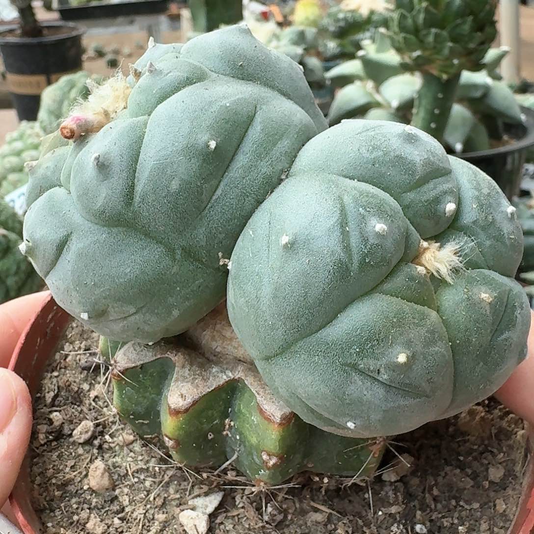 【闪购商品】双头苗接鲜294