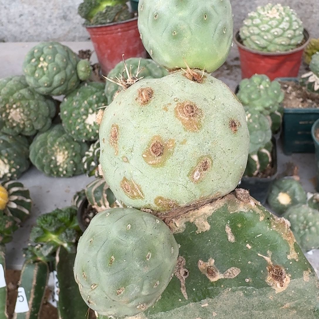 【闪购商品】白皮习仙人球