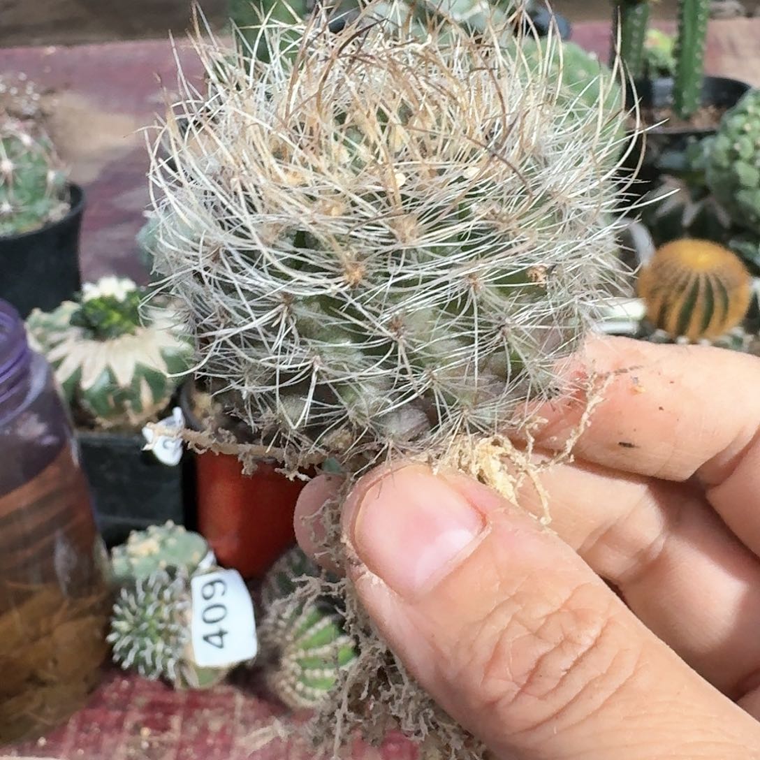 【闪购商品】实生混乱玉