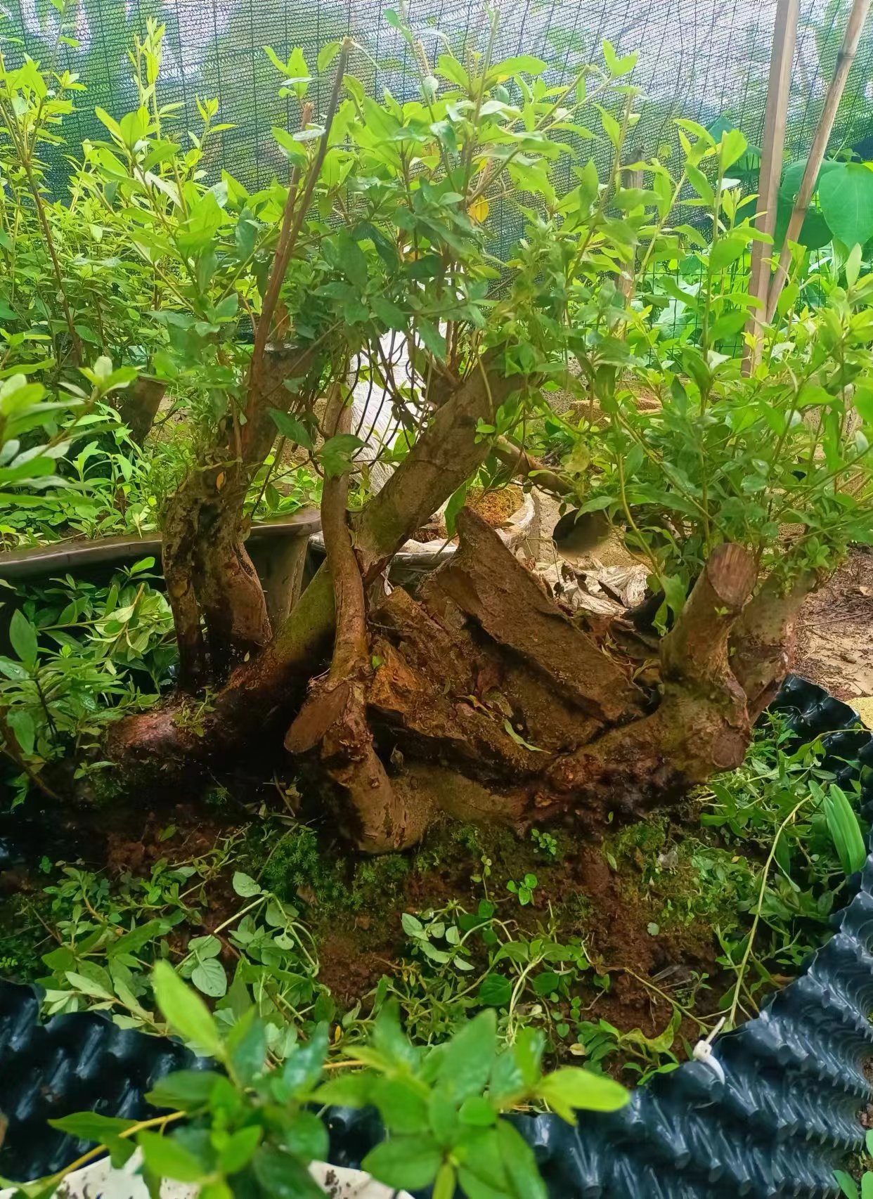 映山红室内阳台客厅大院绿植吸甲醛趣味养心怡情