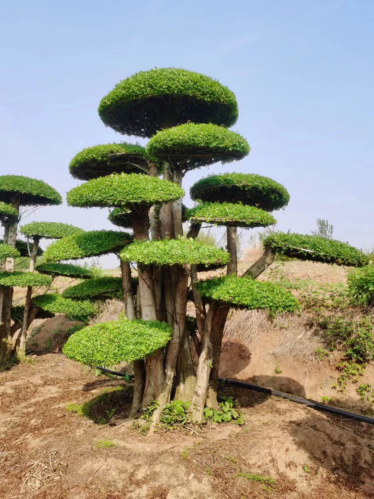 绿植精品盆景对节白蜡别墅景观树景观树墅庭院园林绿化景观用苗