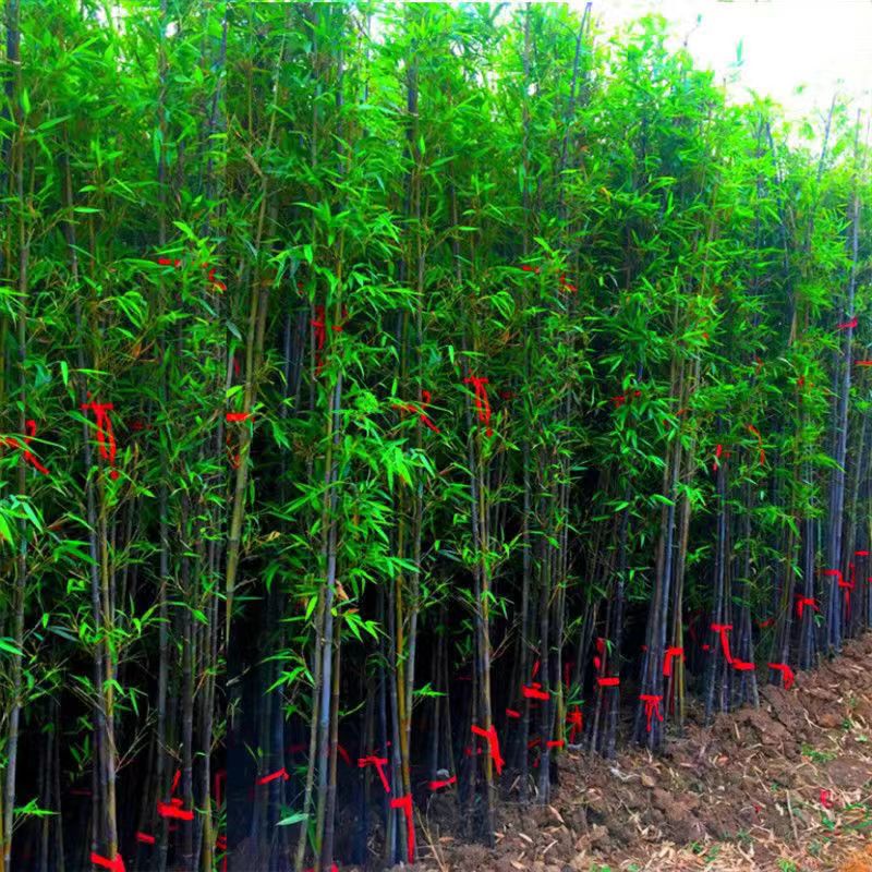 家居庭院围墙花园观赏竹子苗紫竹苗青竹苗黄金竹金镶玉竹苗罗汉竹
