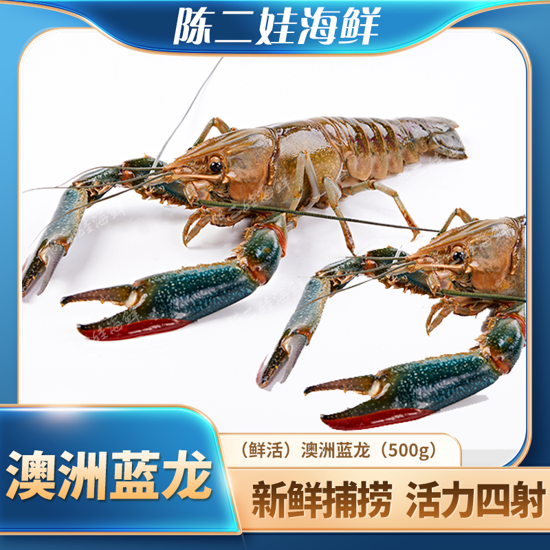 （鲜活）澳洲蓝龙（500g）