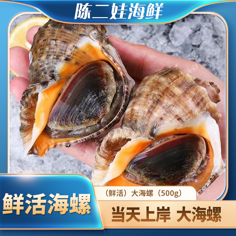 （鲜活）大海螺（500g）