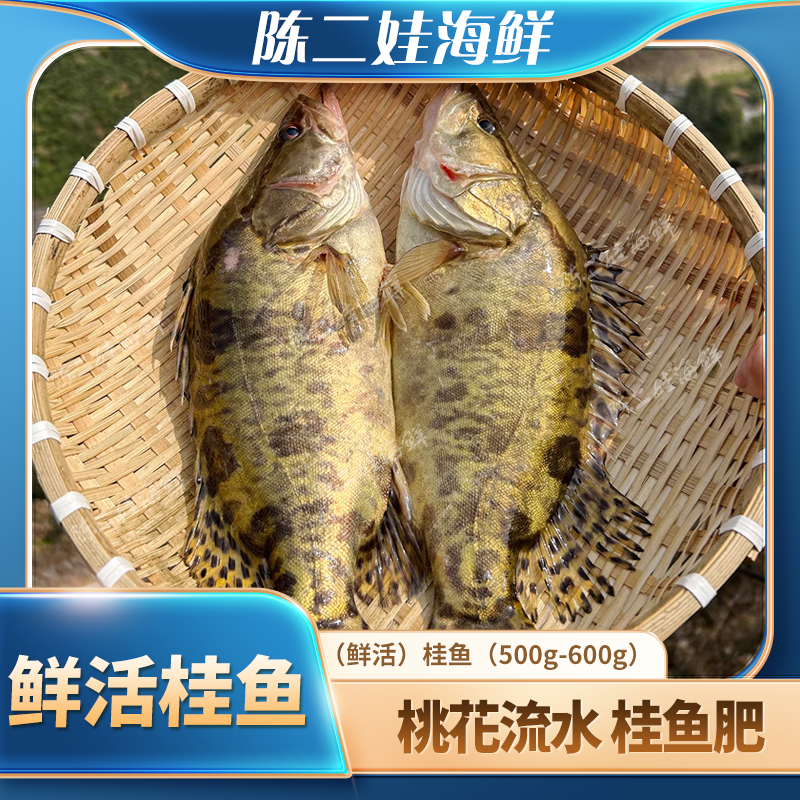 （鲜活）桂鱼（550g-600g）
