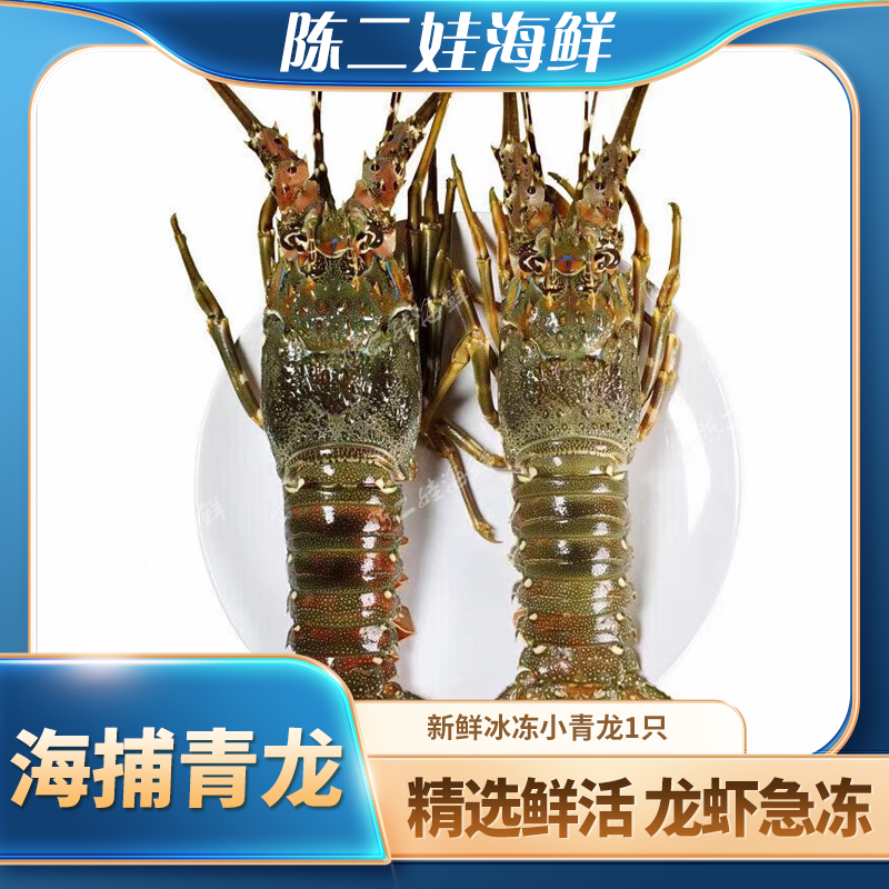 （冰冻）小青龙1只