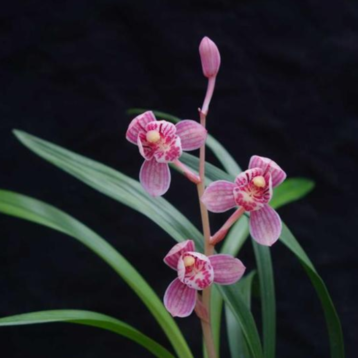 建兰【东方红荷】浓香型正格荷瓣 花期6-11月份