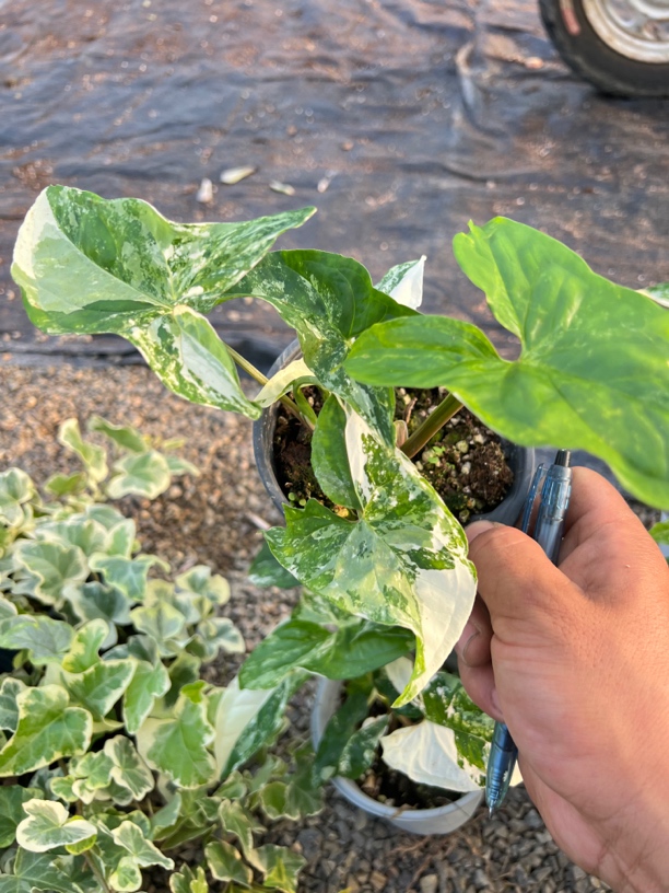 进口白锦合果芋贵货进口热植热带天南星科进口贵货盆栽