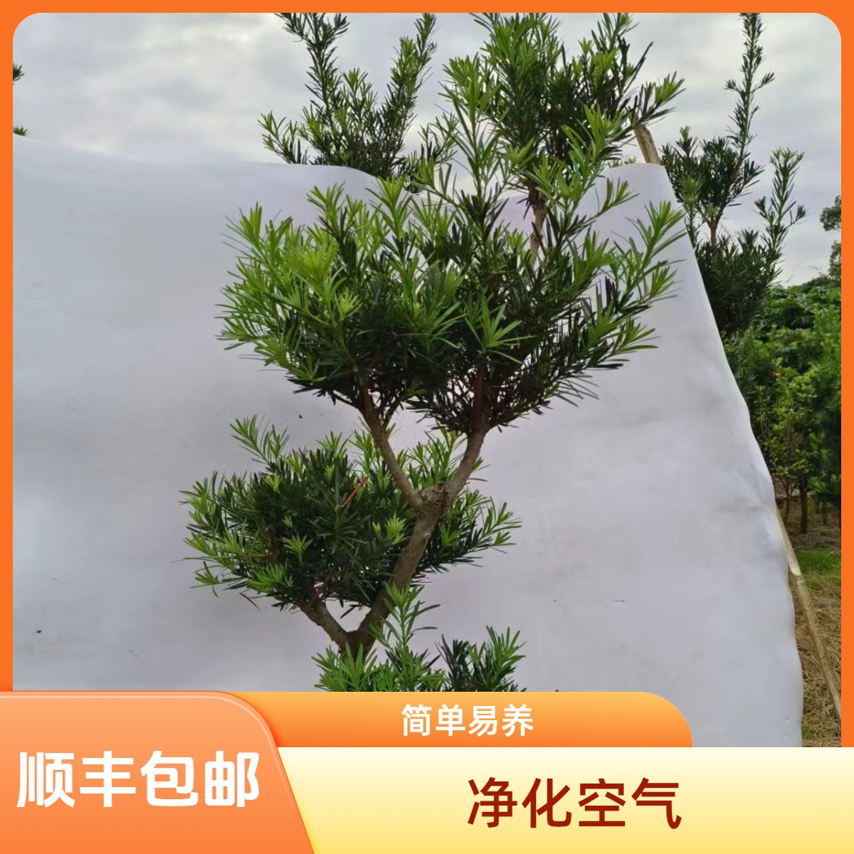 罗汉松造型盆景一物一拍春秋室内修剪美观包赔大小生长