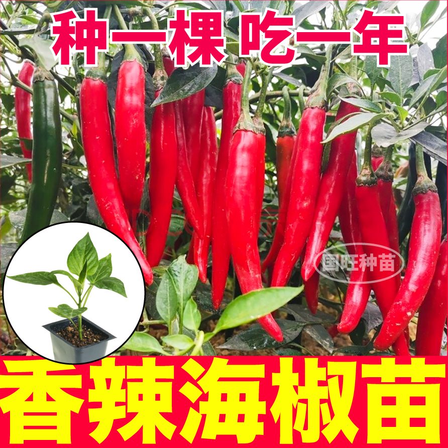 高产香辣海椒秧苗美人椒辣椒种子阳台小院辣椒树青红两色摘不败籽