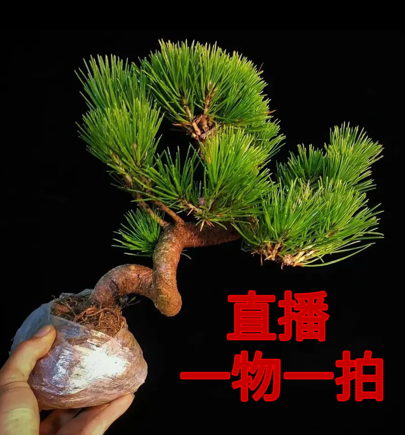盆景直播间一物一拍