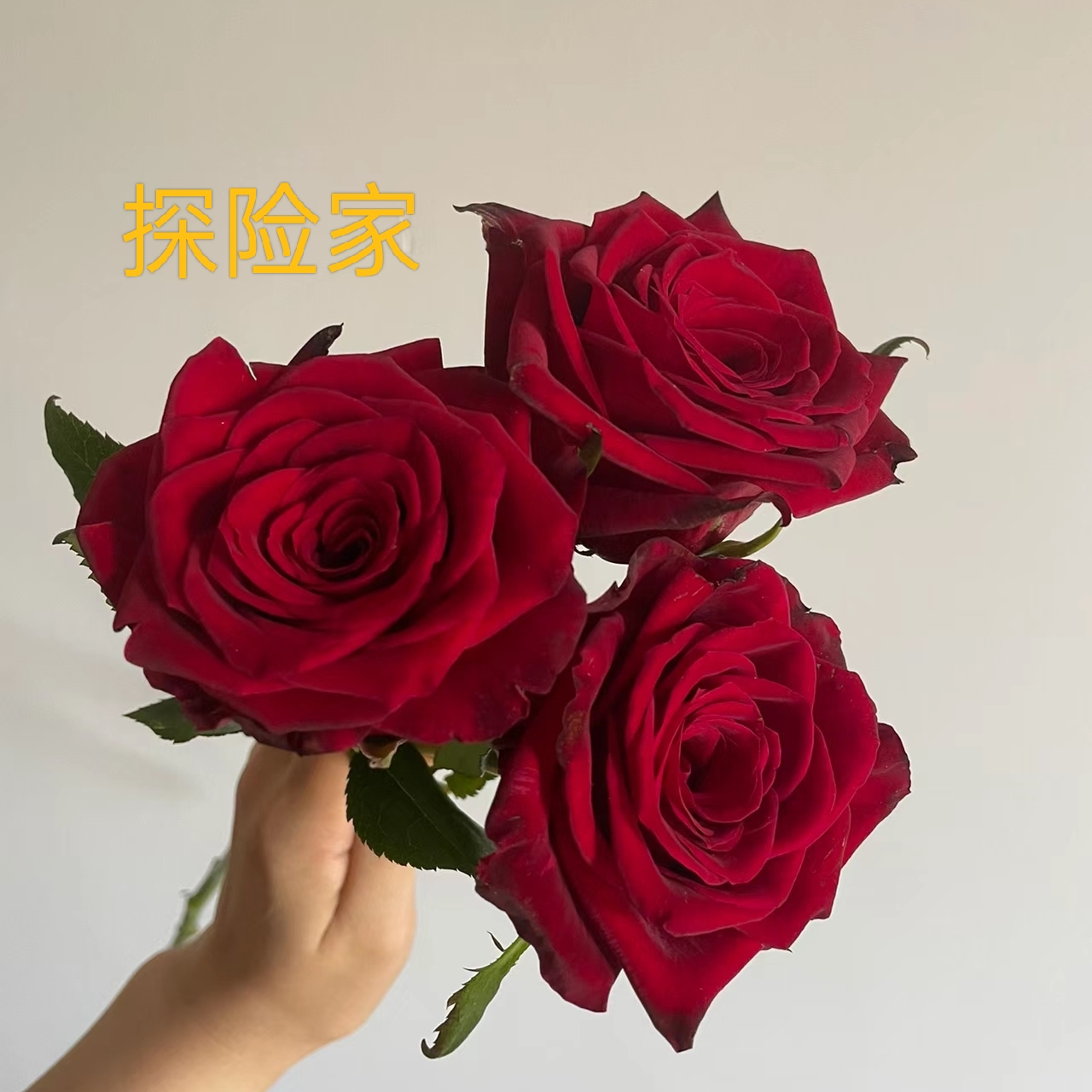 鲜花  精品单头玫瑰20支  云南鲜花产地直发