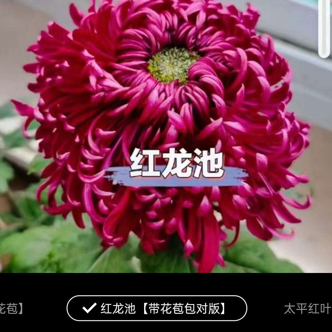 九月大菊(红龙池)带花苞发货