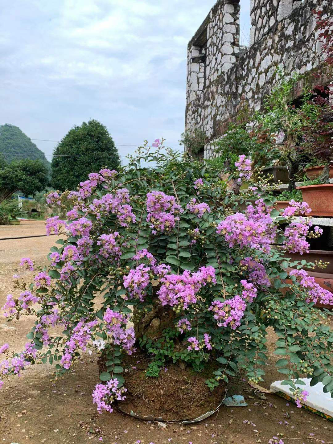 赤楠，紫薇绿植一物一拍