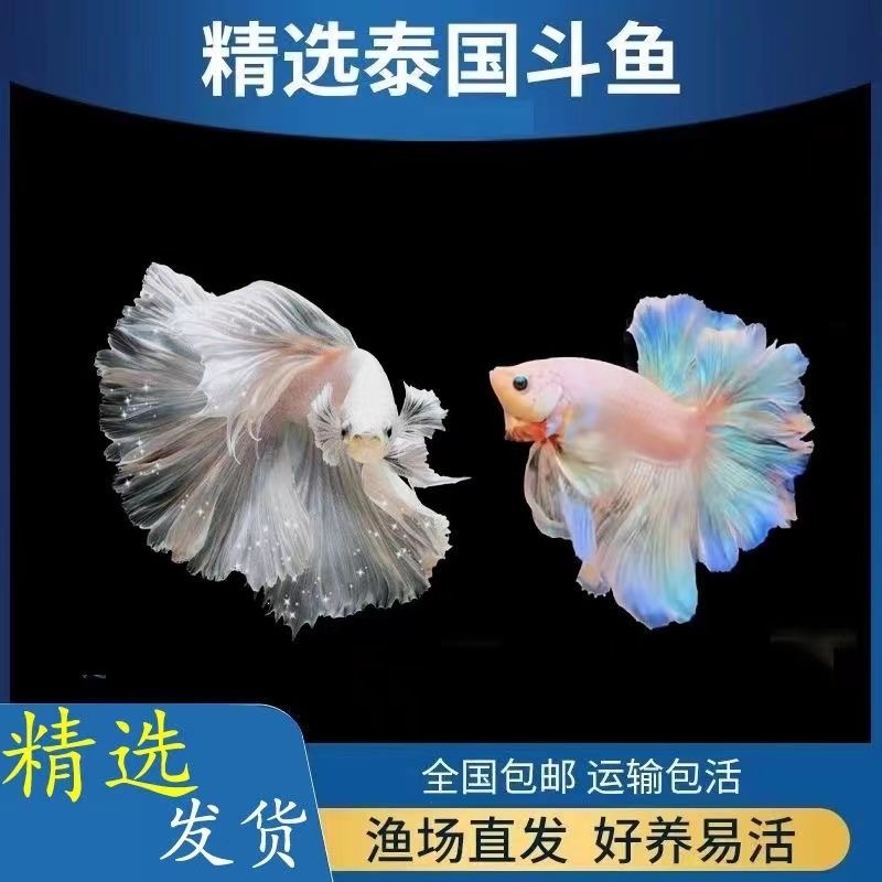 B97-B120泰国斗鱼婚纱粉白仙女鱼七彩热带鱼小鱼观赏鱼好养耐活