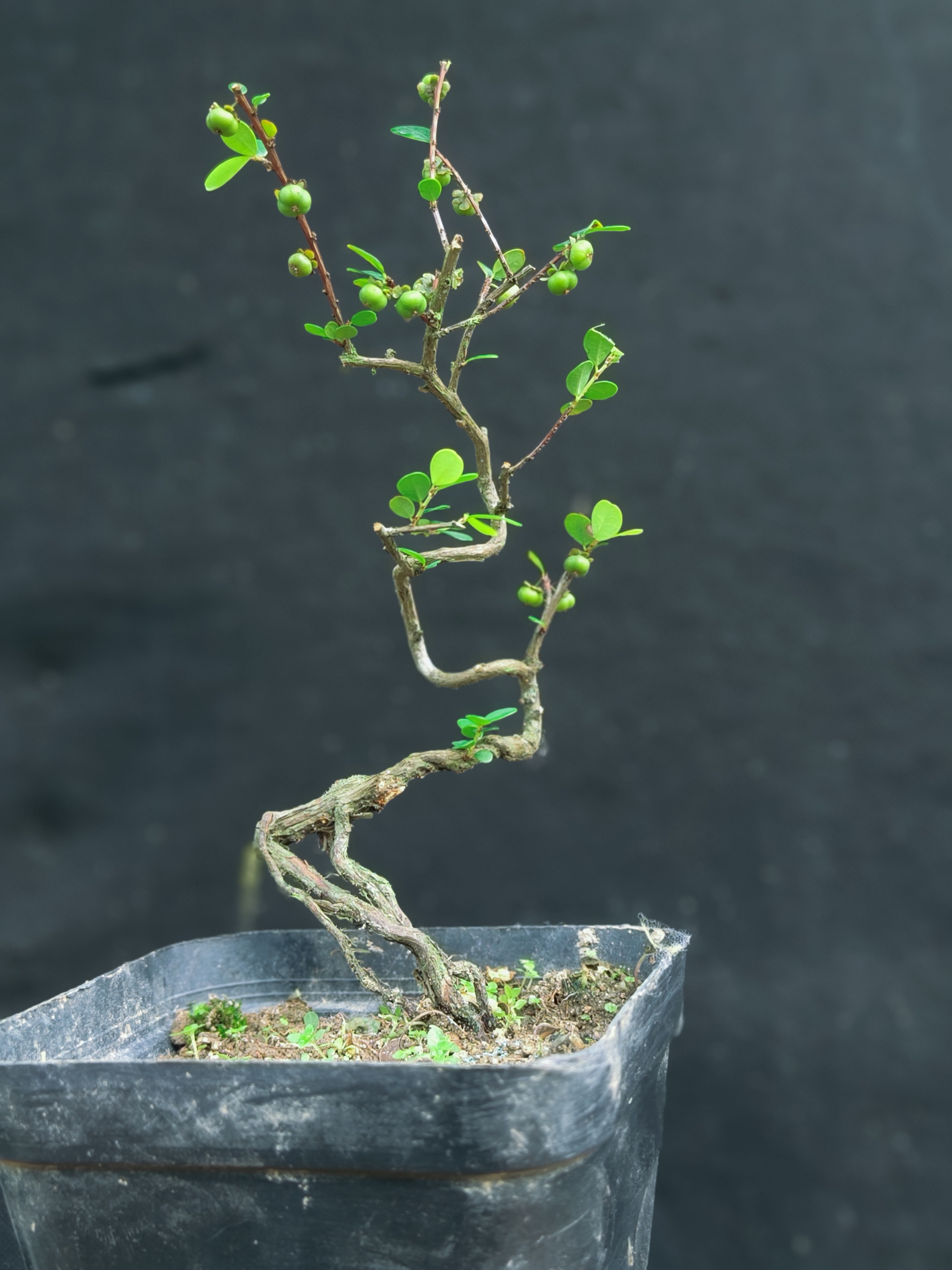 山格木小品。已经挂果