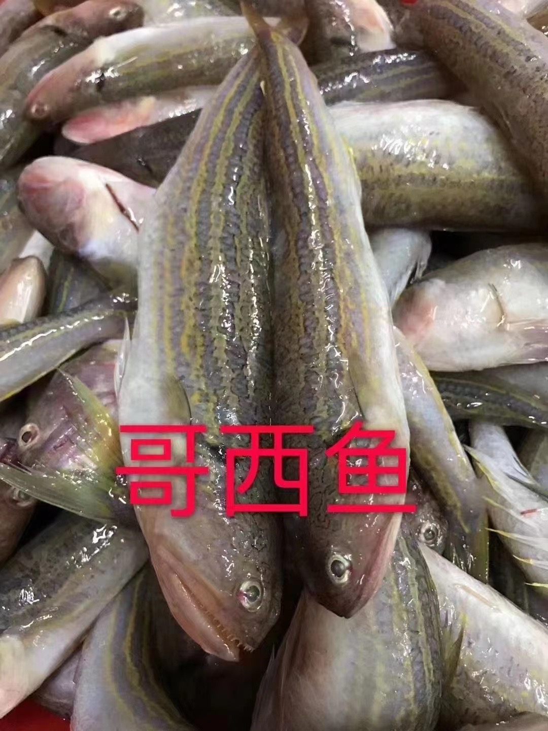 惠来神泉本港多春鱼 哥西鱼。5斤装