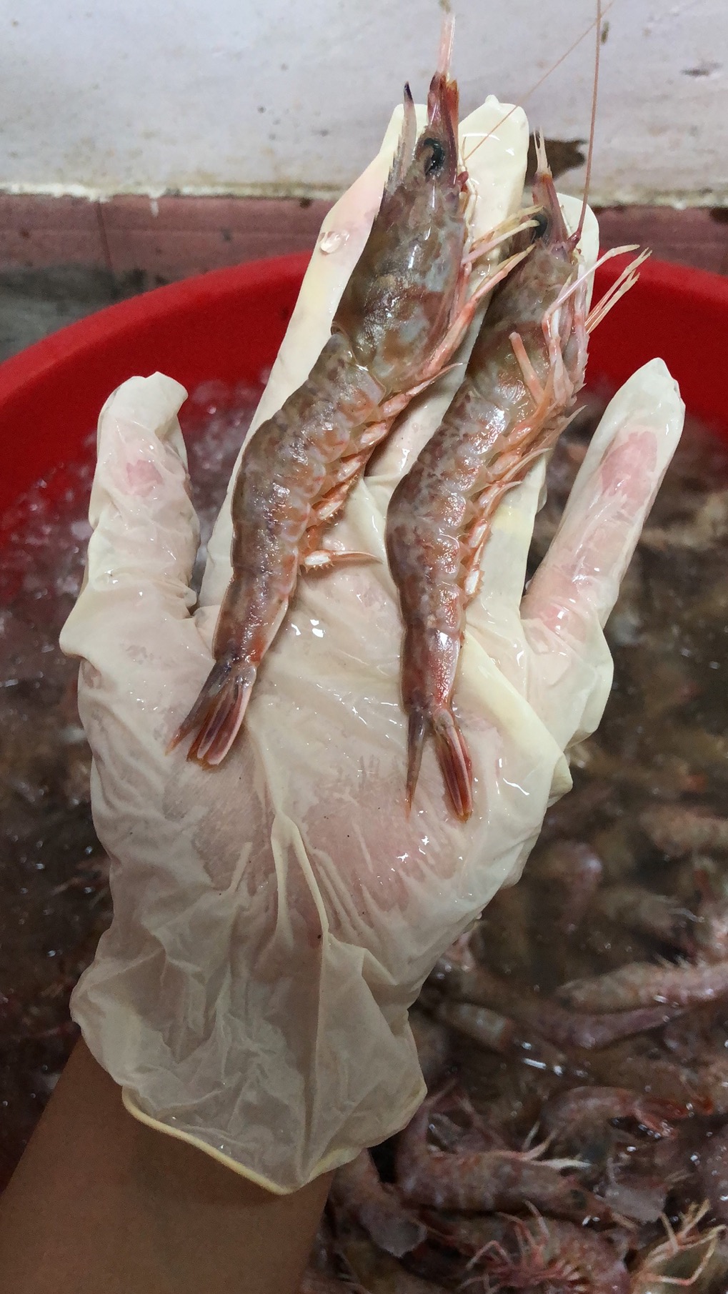 神泉港本港深海野生樱花虾 外海狗。5斤装