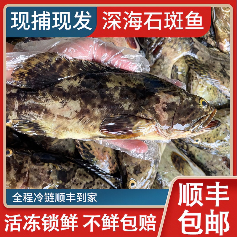 (X）广东博贺港鲜活速冻龙胆石斑鱼500-600g   4条