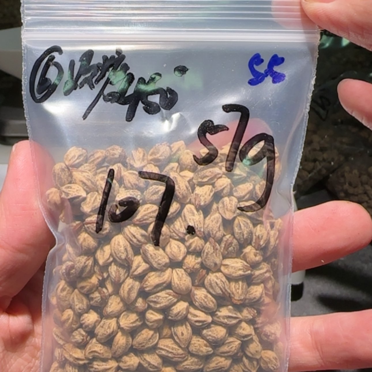 【闪购商品】柏香籽/百香籽吊坠奶*?5.5 57g