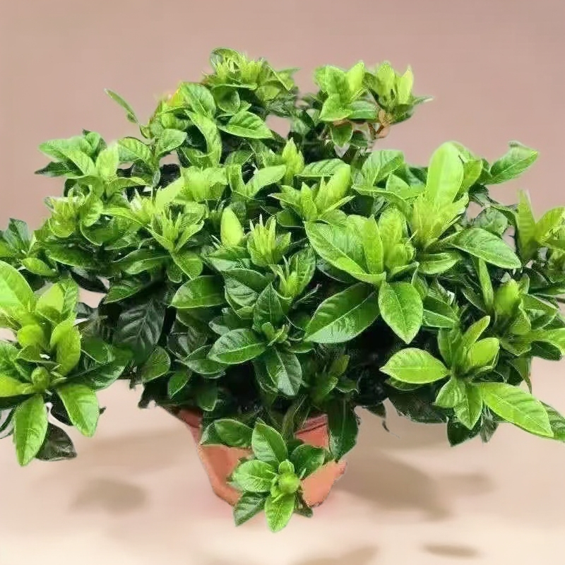 适合盆栽带花苞四季开花花卉带香味牡丹重瓣香水茉莉花自然透气