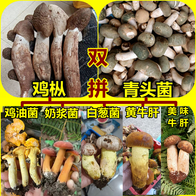 双拼云南新鲜鸡油奶浆香菇马皮泡混搭双拼250g-1000g