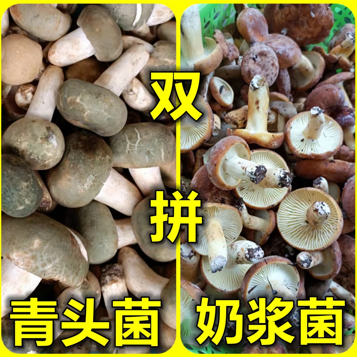 云南 青头奶浆菌双拼蘑菇混搭250g500g/1000g适合炖汤 