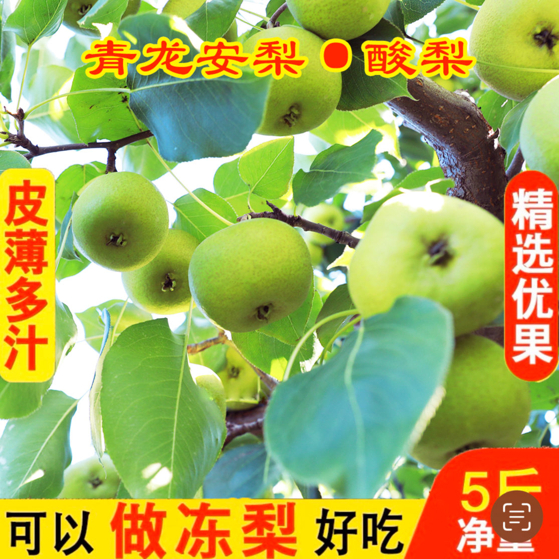 青龙老树酸梨 安梨  农家自产酸梨 酸酸的