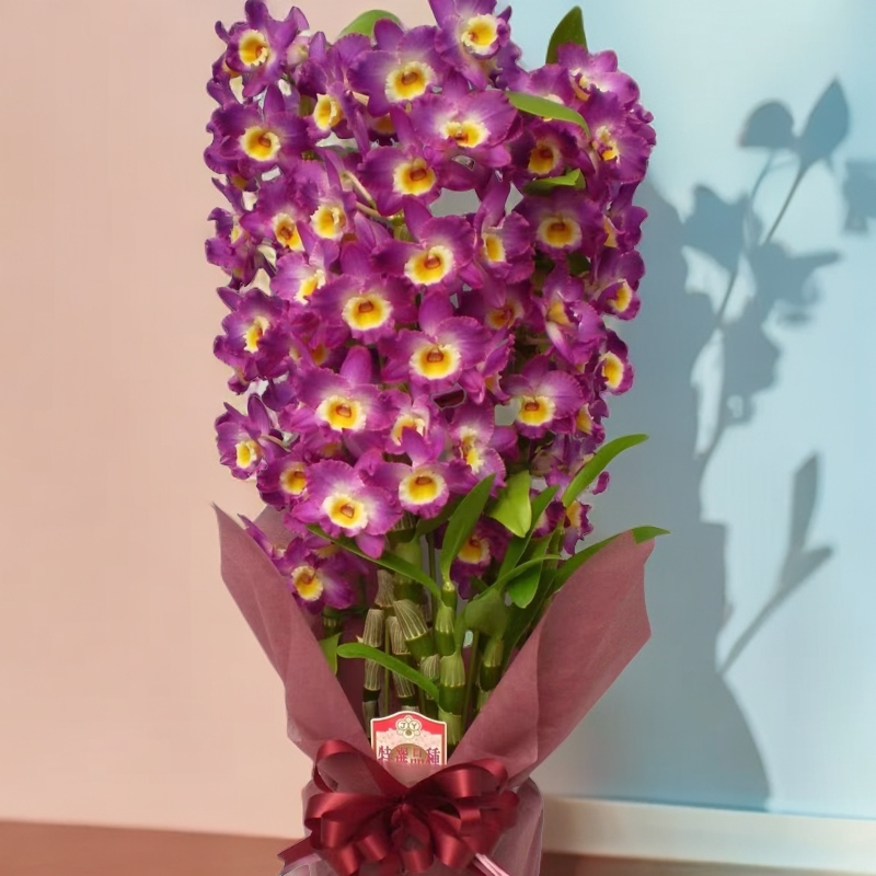 《单杆烈焰》拍一发二进口春石斛三年苗室内简单好养石斛兰石斛兰