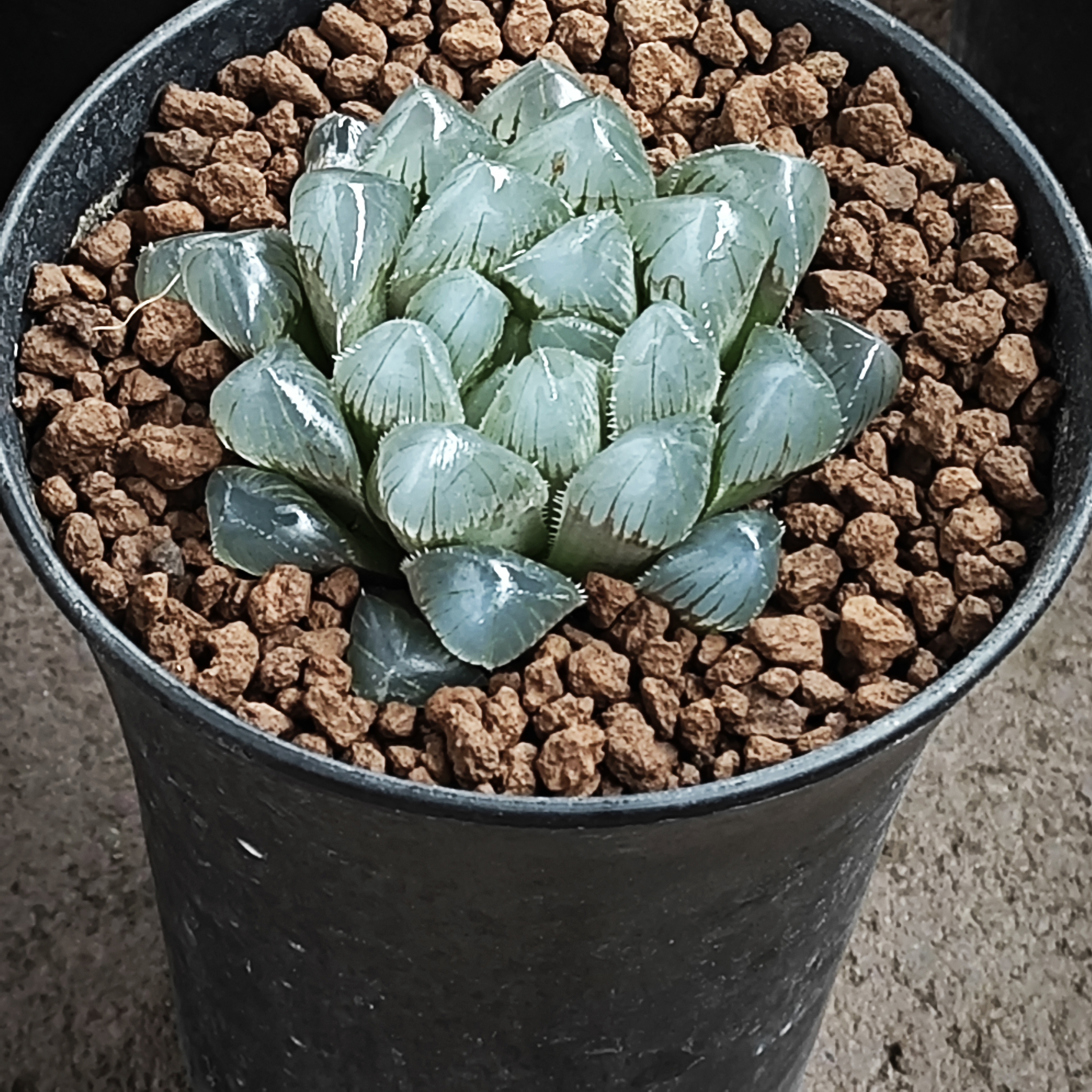 多肉植物十二卷赤线玉露7-8厘米，带原盆土发货，包邮。