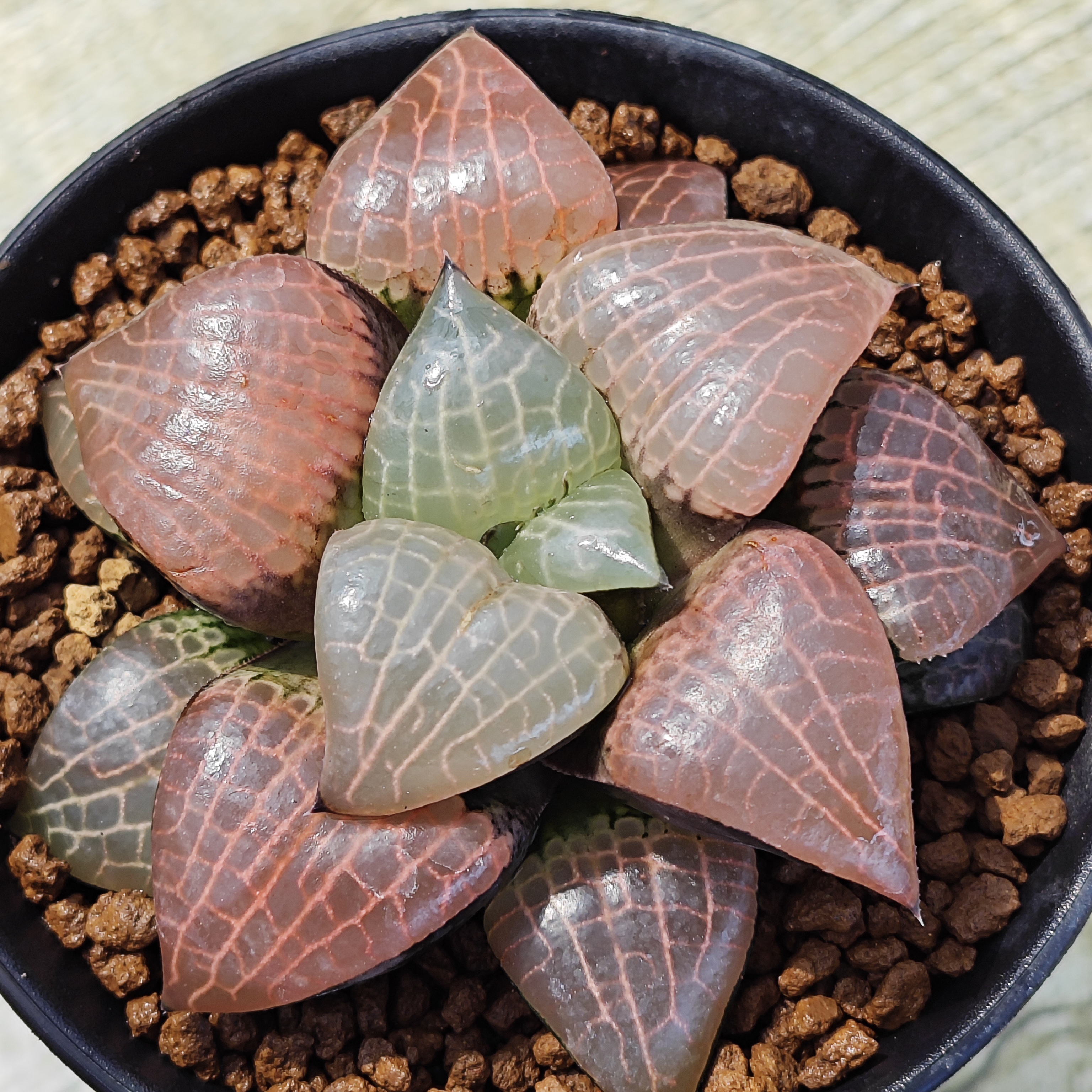 多肉植物十二卷玻璃康平9-10厘米，带原盆土发货，包邮。