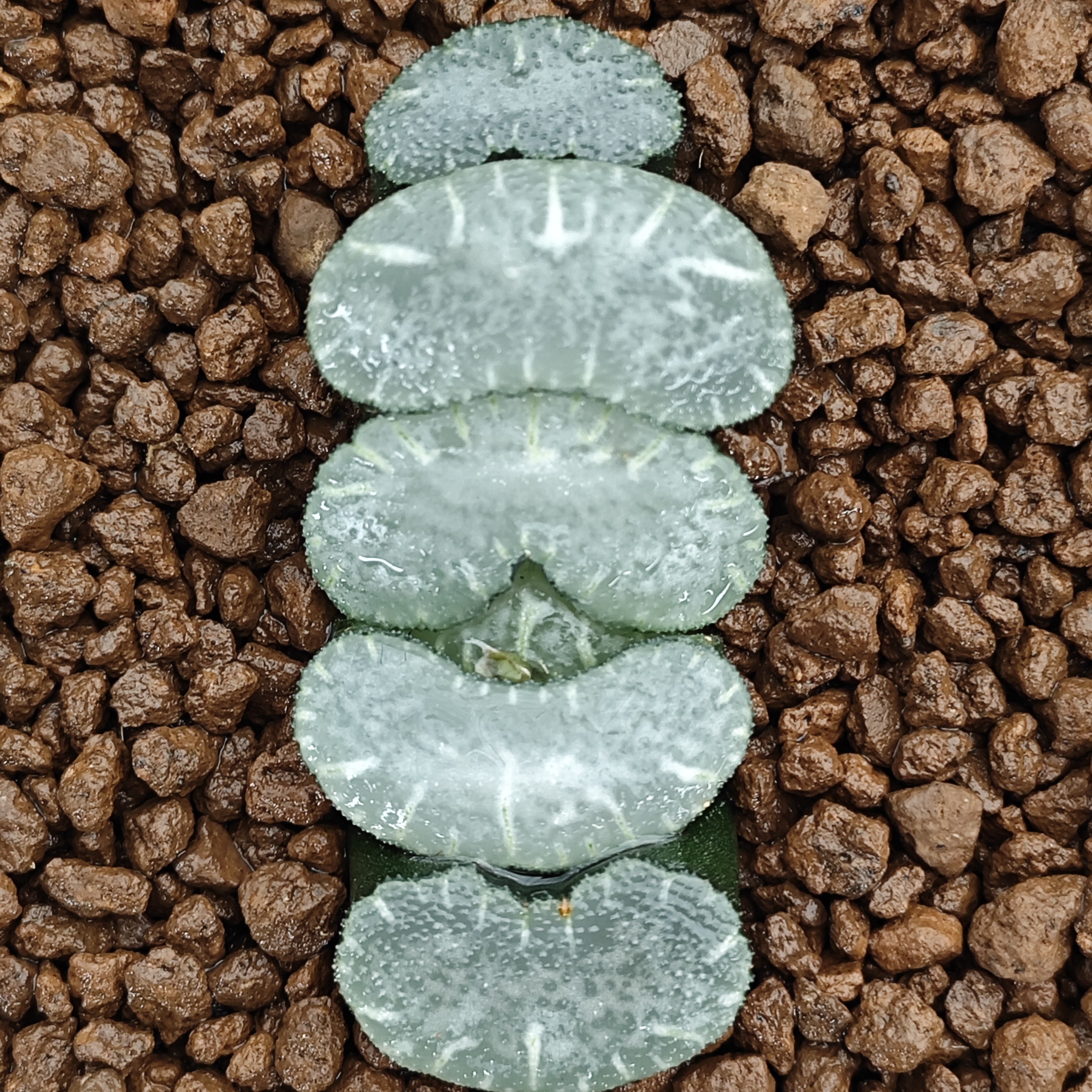多肉植物十二卷白泉玉扇6-7厘米，带原盆土发货，包邮。