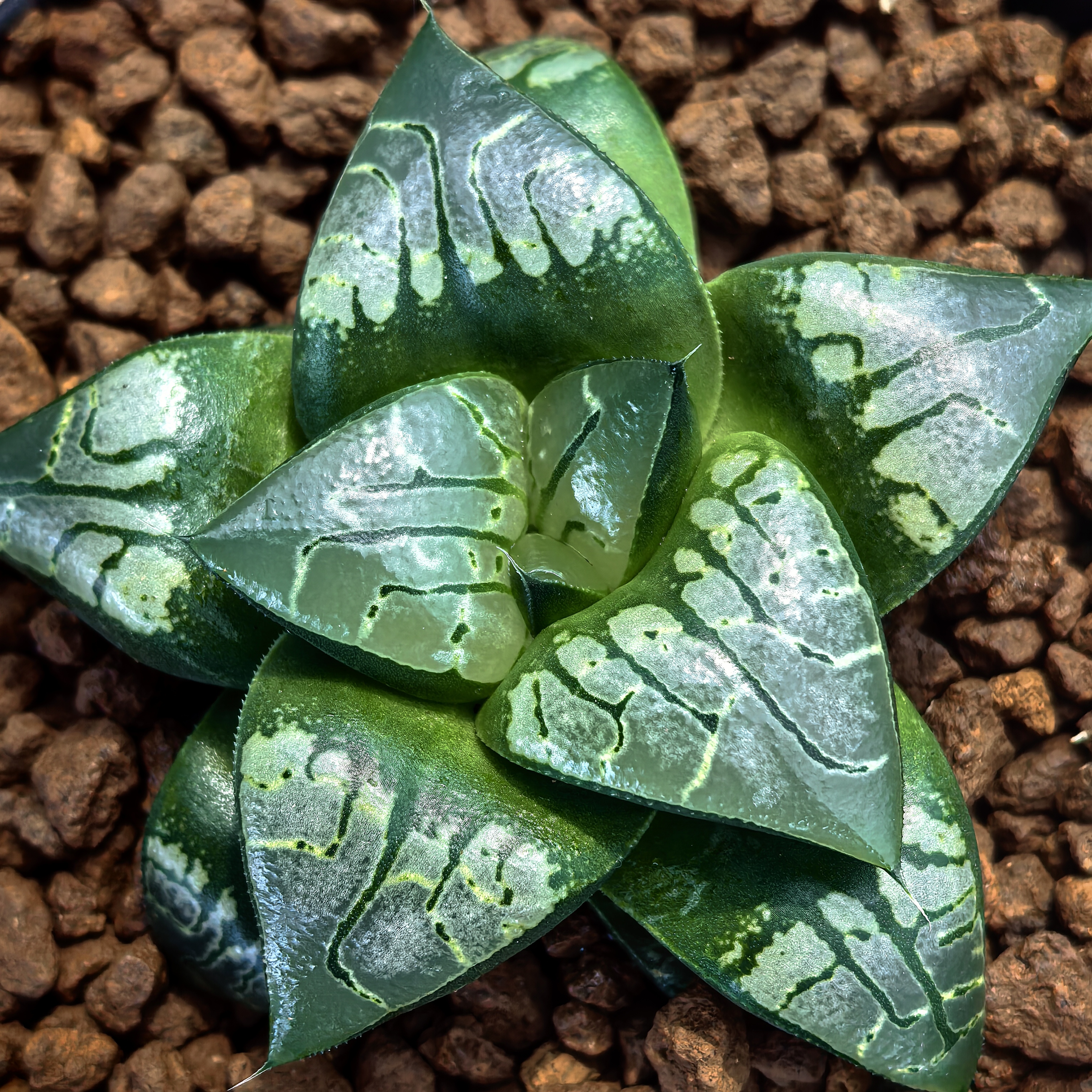 多肉植物十二卷画皮6-7厘米，带原盆土发货，包邮。