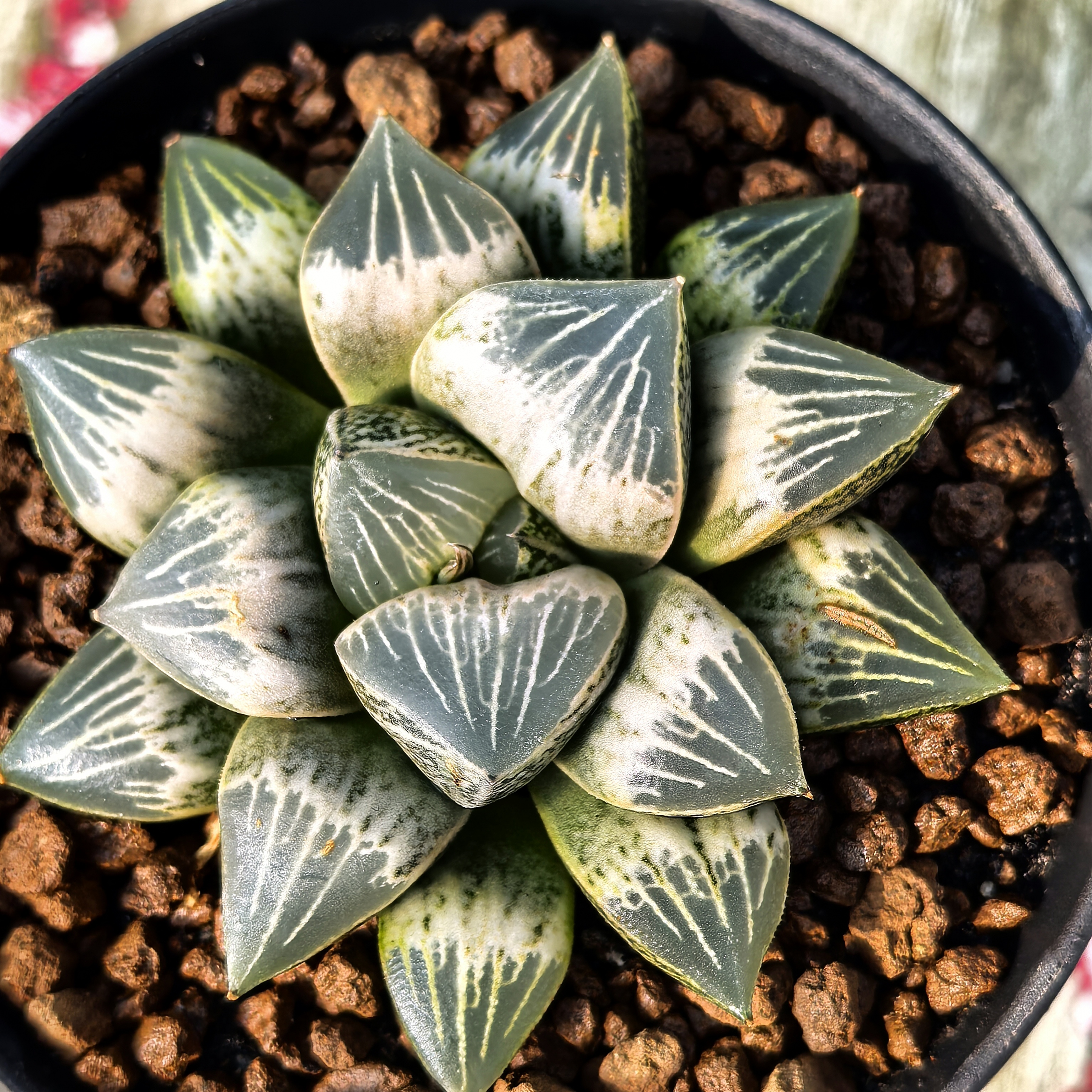 多肉植物十二卷白桃玉露7-8厘米，带原盆土发货，包邮。多肉盆栽