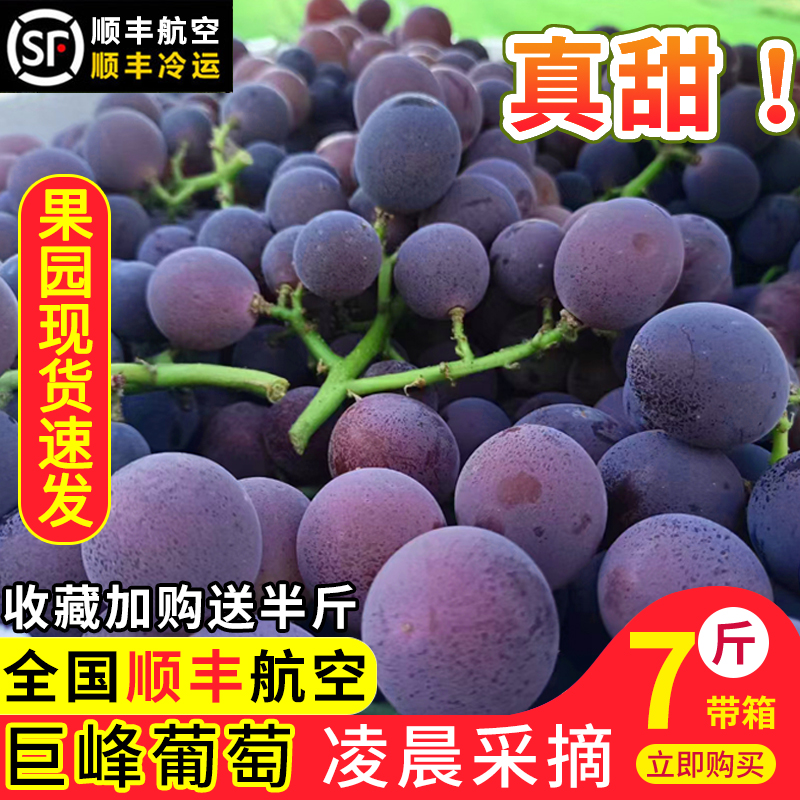 浦江巨峰葡萄新鲜现摘孕妇水果浙江马陆葡萄5斤整串送礼浦江葡萄