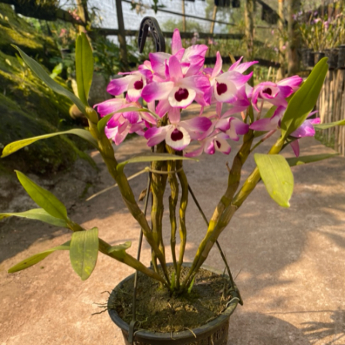 金钗盆栽兰花(带盆发货)完全种活石斛花鸢尾花