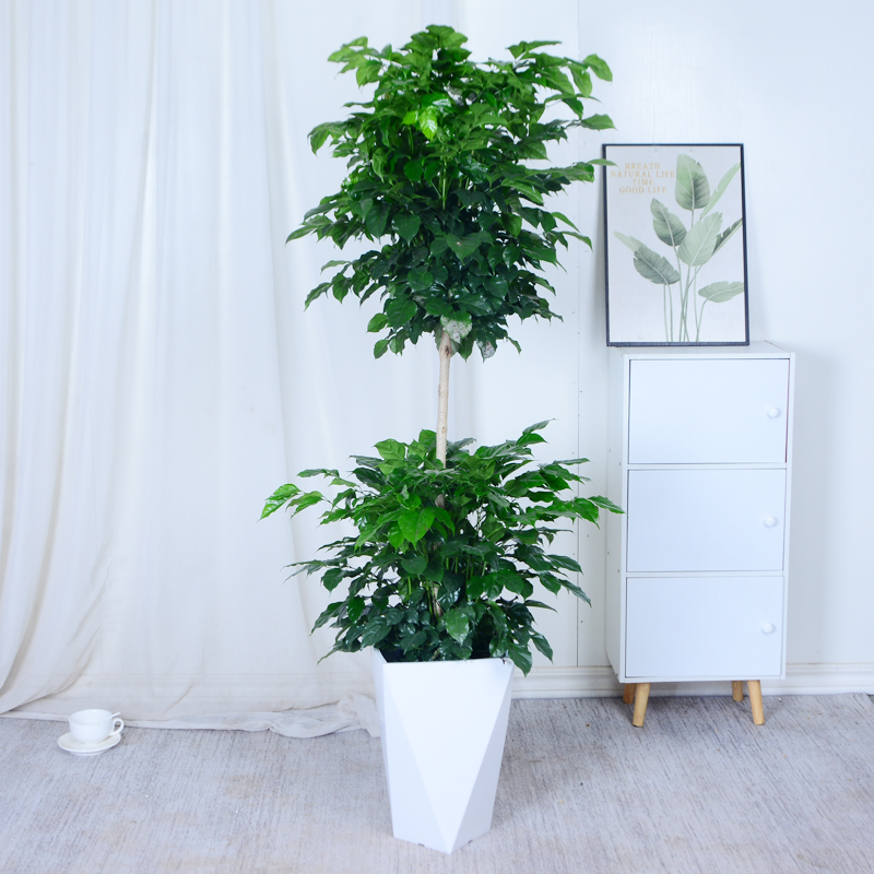 大型双层幸福树盆栽大老桩室内客厅平安树吸甲醛四季常绿好养植物