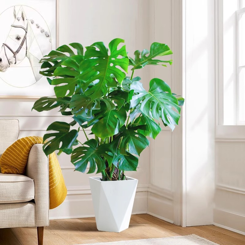 龟背竹盆栽客厅落地绿植大型室内观叶植物办公室好养活新房吸甲醛