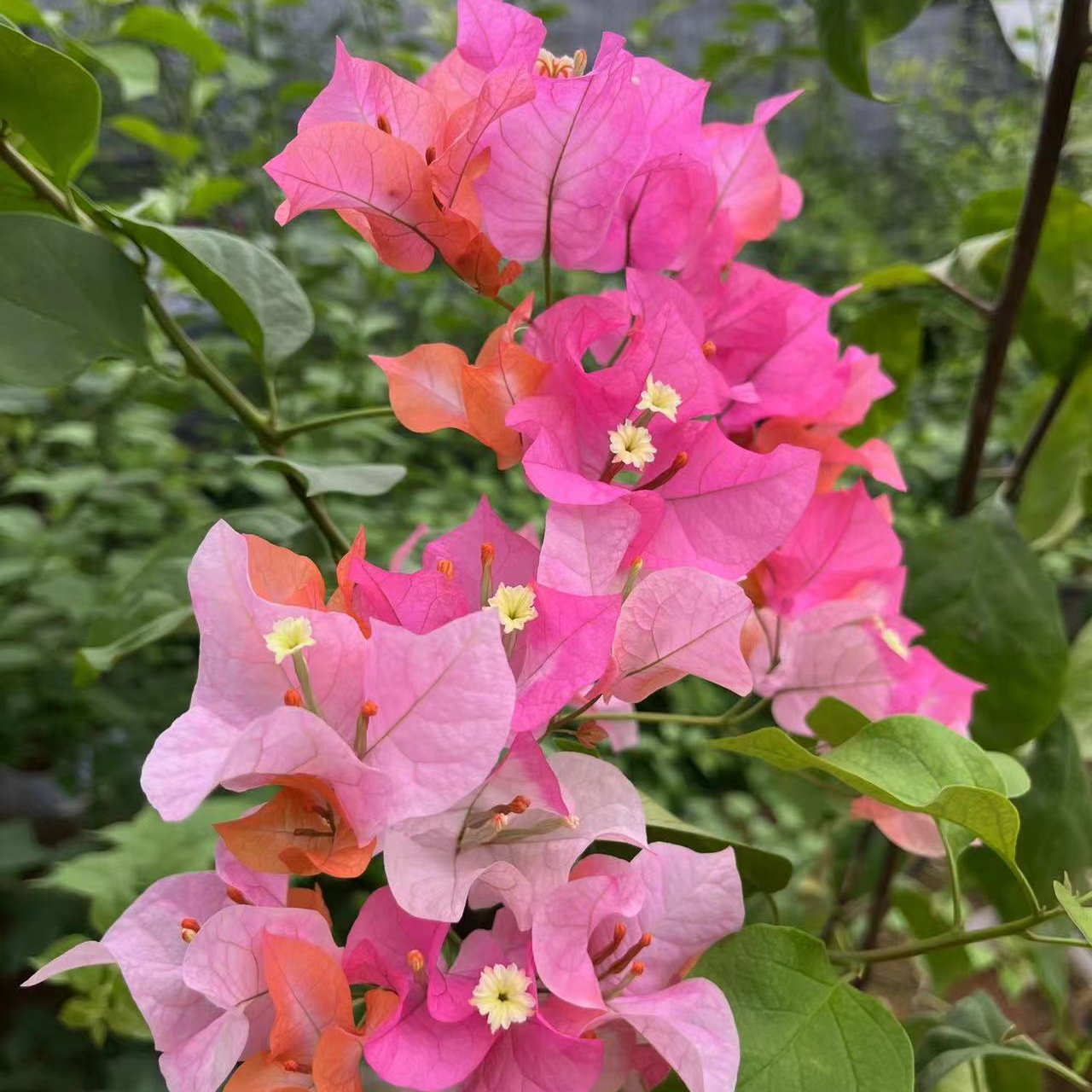 三角梅四季勤花易养适合阳台庭院的绿植