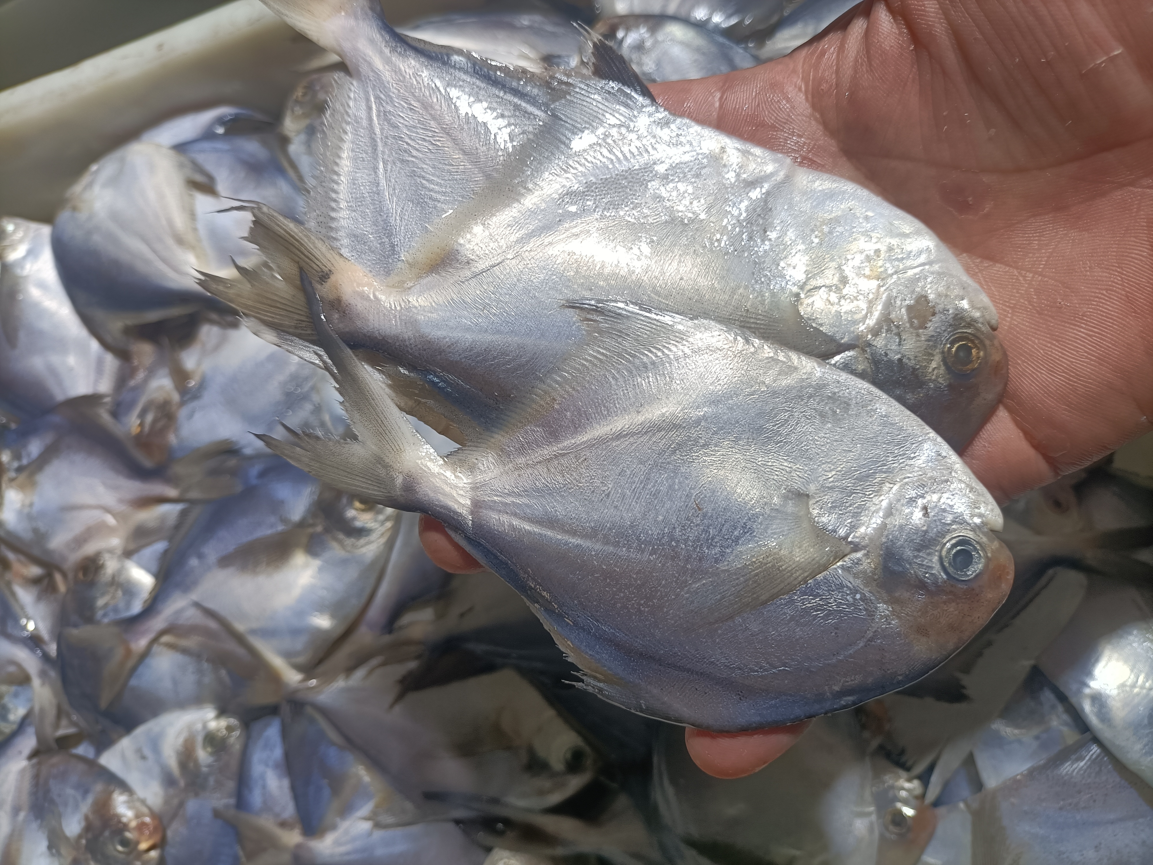 渤海湾新鲜银鲳鱼